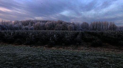 Weihnachtsbaum-Schonung im Raureif in Everswinkel