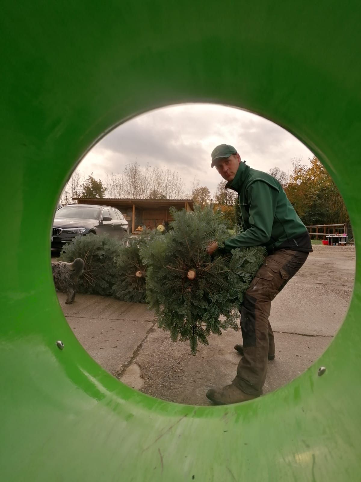 Frisch geschlagener Weihnachtsbaum wird zum Netzen getragen