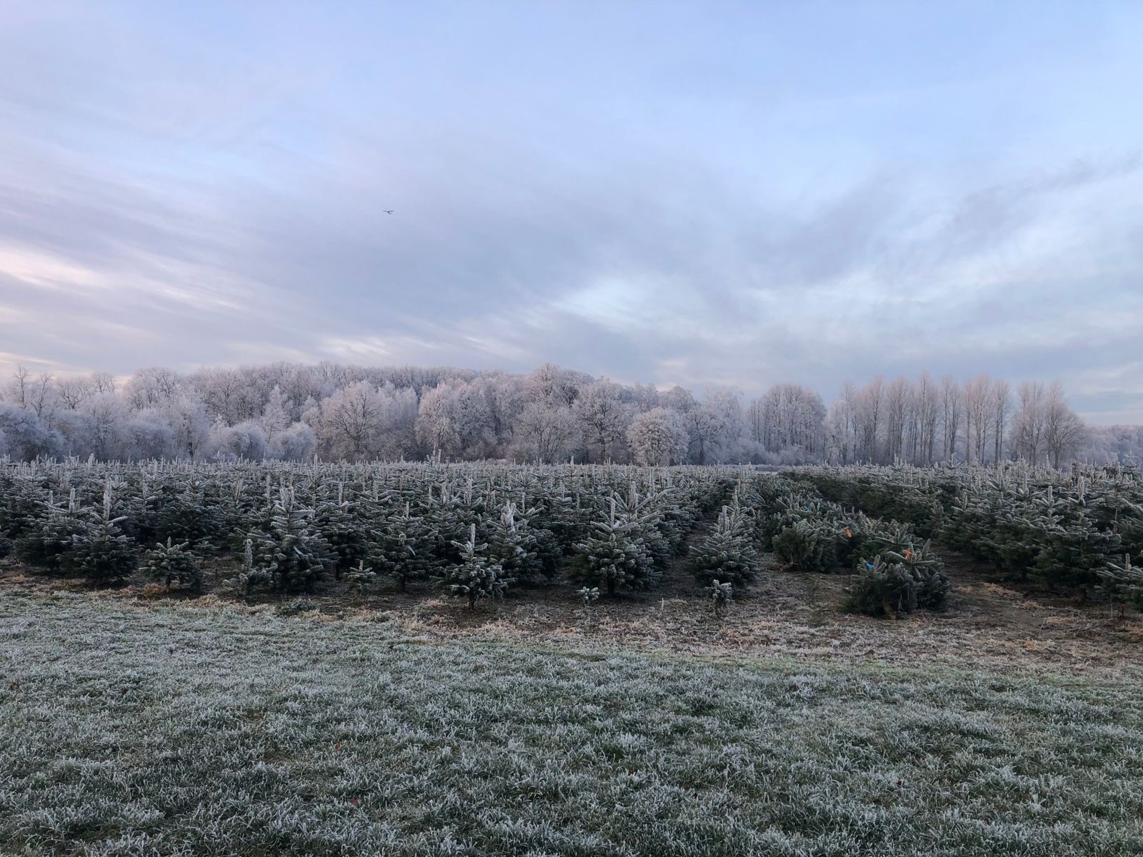 Weihnachtsbaum-Schonung im Raureif